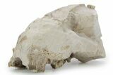 Bargain, Fossil Oreodont Upper Skull Section - South Dakota #355972-2